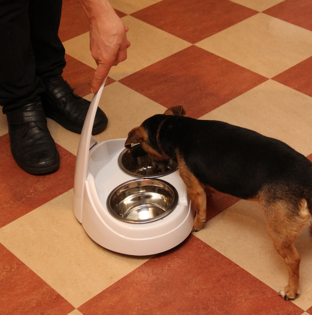 Pet product review easy to pick up food bowls for dogs