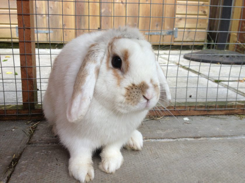 Image: Ralph (1) | Pete the Vet