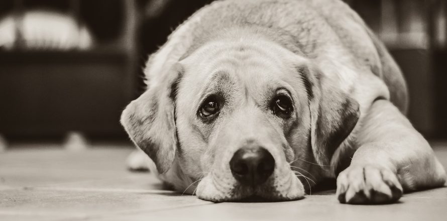 depression in dogs