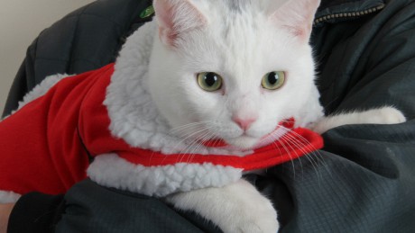 Christmas hazards for pets