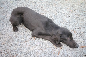 Rescued dogs are common and Finzi is a good example