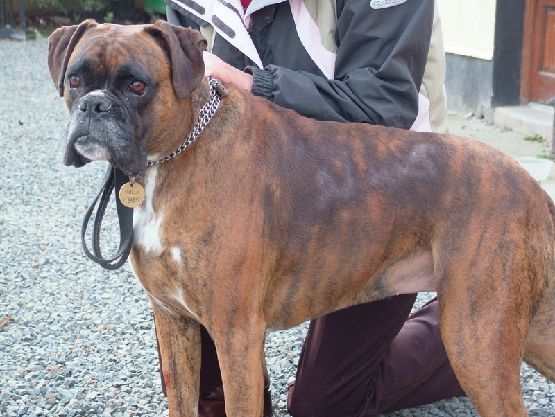 Molly, a four year old female Boxer who had bald patches along both sides of her back Pete the Vet