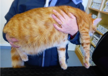 This is a photo of an obese cat held in his owner's arms