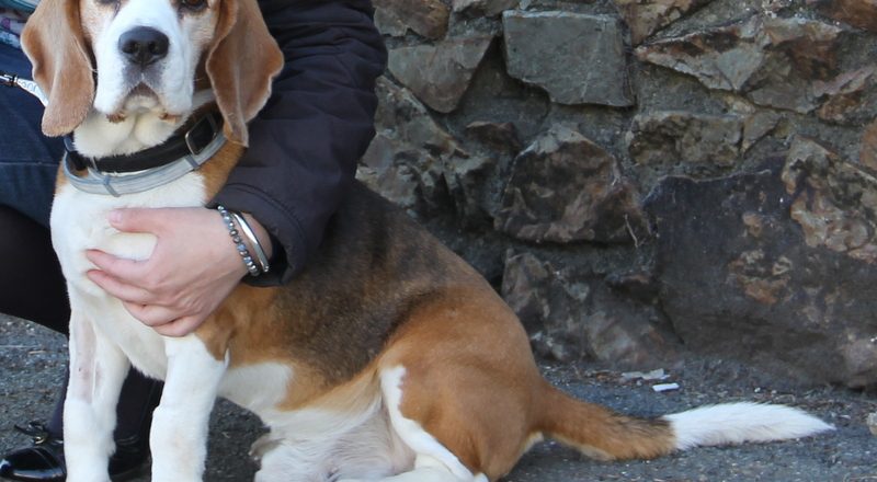 Ted the Beagle fell seriously ill after being bitten by a tick in Poland