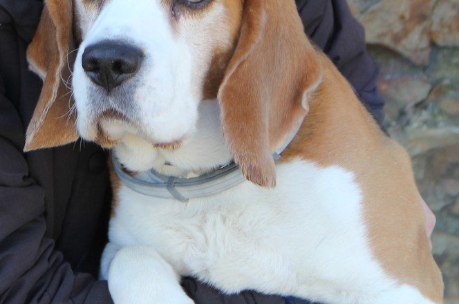 Ted the Beagle fell seriously ill soon after arriving from Poland