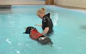 Hydrotherapy is a novel and effective way for dogs to exercise