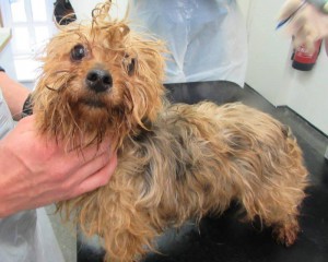 One of the dogs rescued by the ISPCA from the puppy farm in Carlow