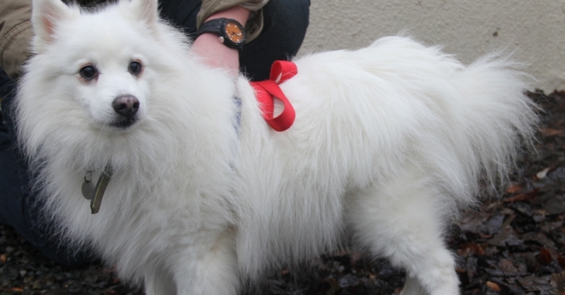 A Japanese Spitz