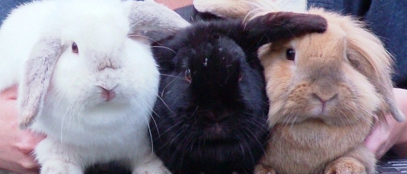 Rabbit Awareness Week runs during this week