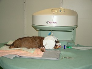 High tech veterinary science presents an expensive challenge to pet insurance