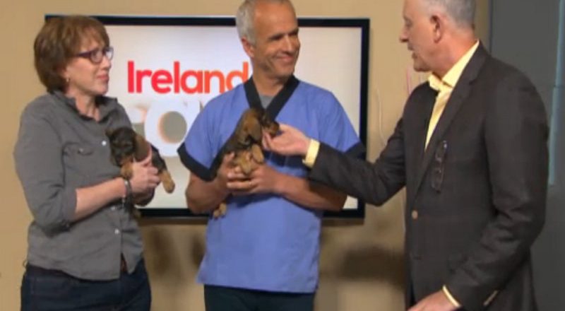 A live demonstration of microchipping a puppy on Ireland AM this week
