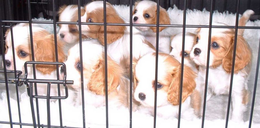 How much should vets be expected to do if they suspect puppy farming?