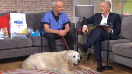 Barney the Golden Retriever was this week's special guest on Ireland AM