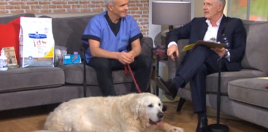 Barney the Golden Retriever was this week's special guest on Ireland AM