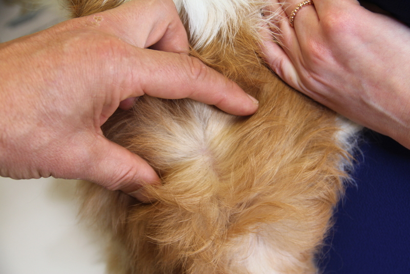 All about fleas it's peak flea season and many people don't know how