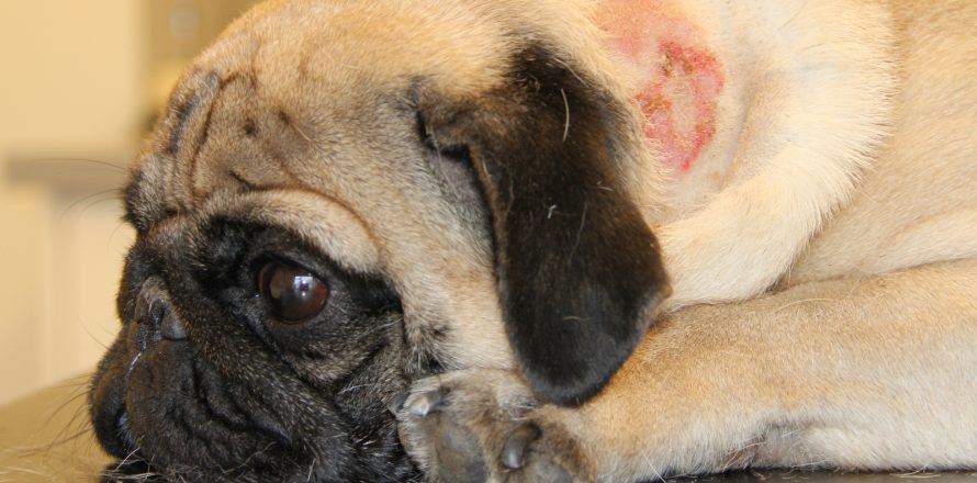 pug suffers from a food allergy 