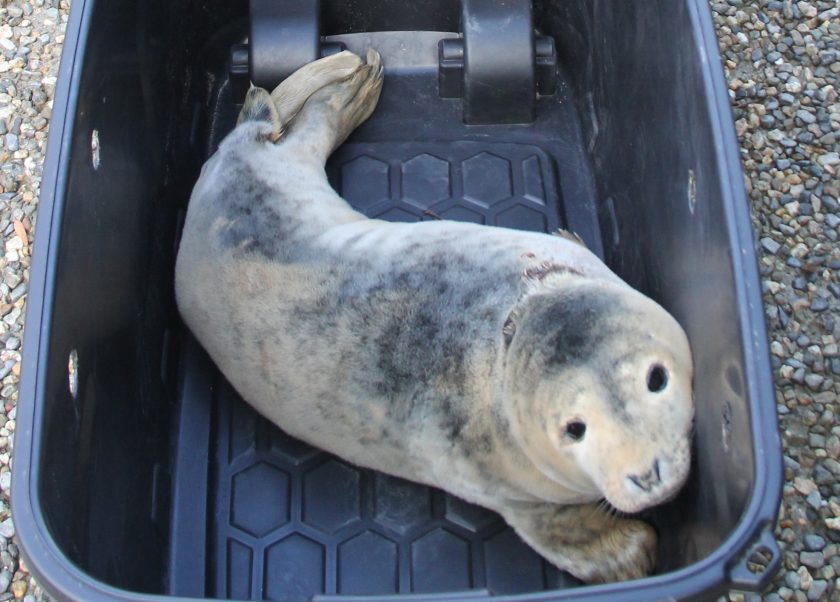 Pat Kenny Show Vet podcast: seal rescue in Ireland plus questions from ...
