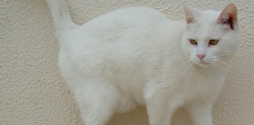 white cats have sunburnt ears that can go on to be cancer