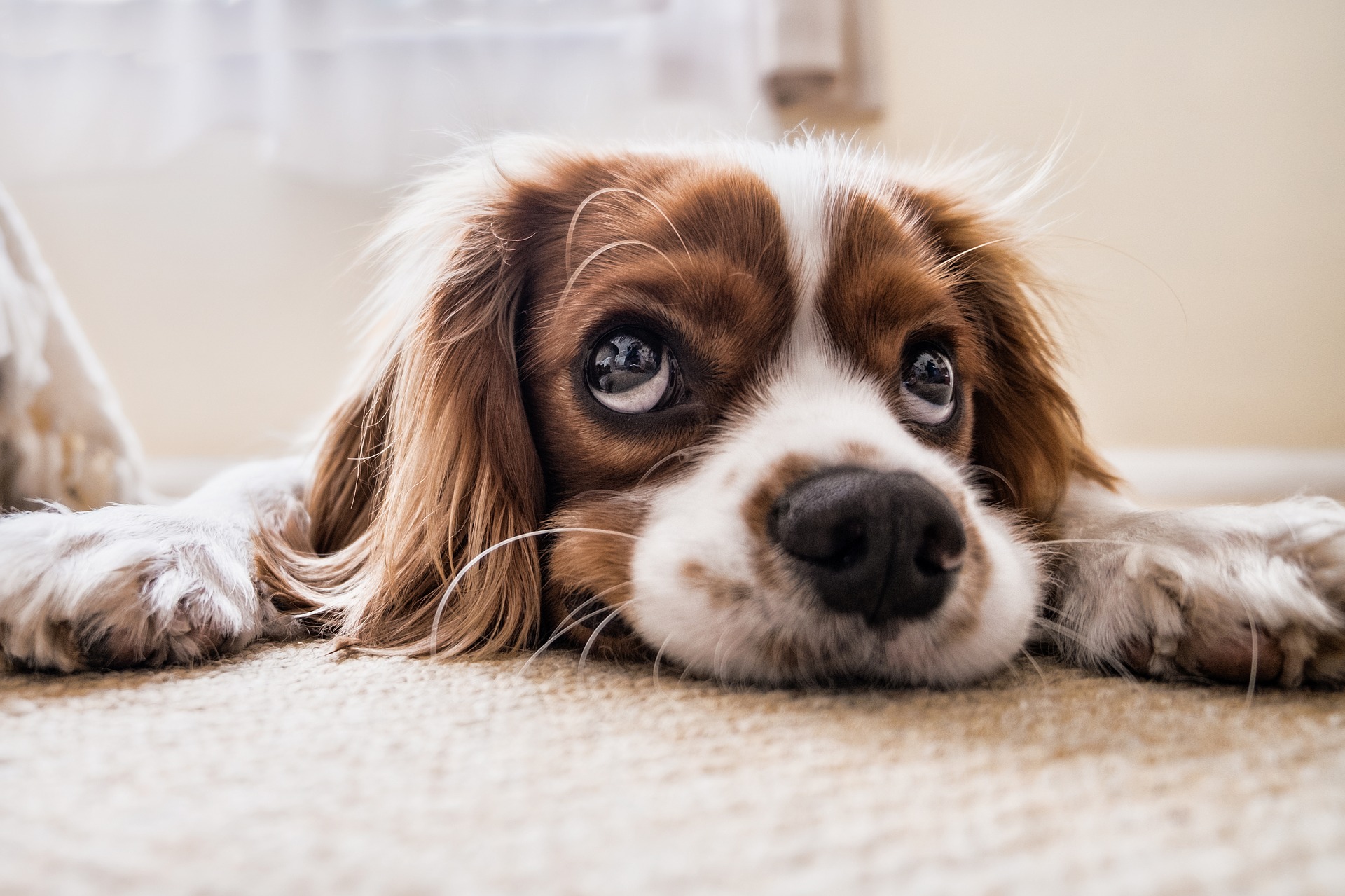Podcast: why do dogs use "puppy dog eyes" to plead with t...