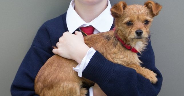 yorkshire terrier 6 months old