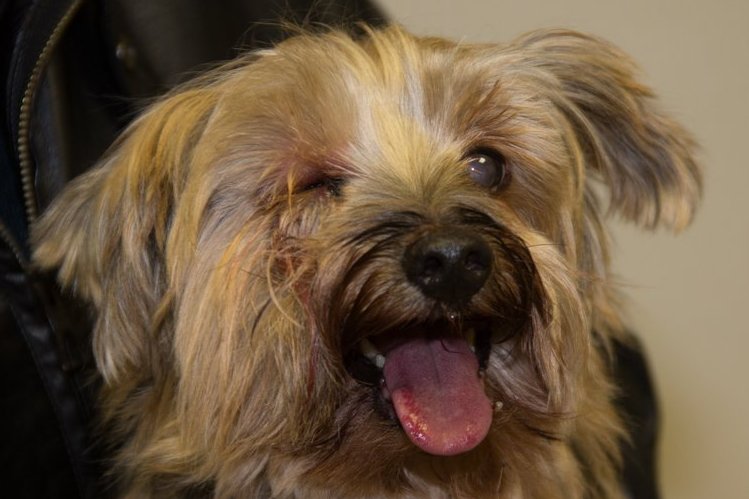 Koji the 12 year old Yorkshire Terrier - Pete the Vet
