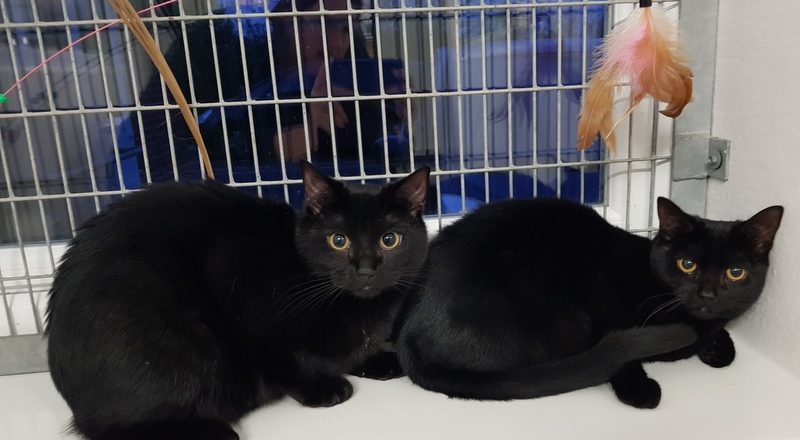 These two beautiful black cats are male and female siblings Pete the Vet