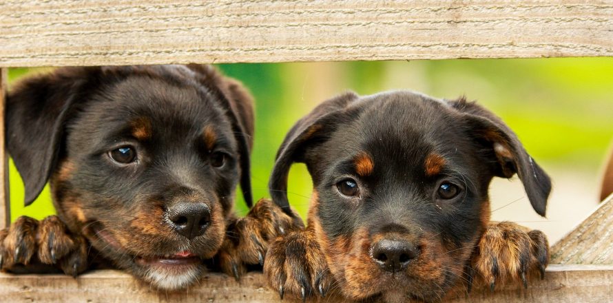 Podcast and blog post: an update on the online sale of dogs in Ireland from  Pete the Vet on the Pat Kenny Show - Pete the Vet
