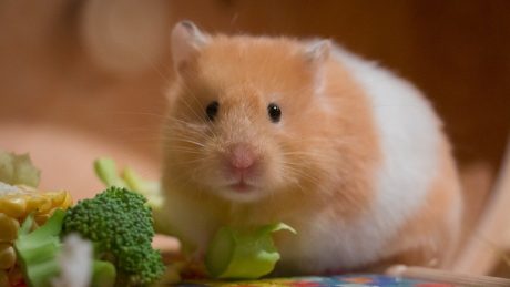 Hamster Health & Welfare Tips