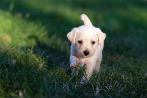 Puppy showing cute behaviour