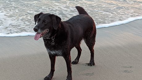 A dog on a beach enjoying a holiday