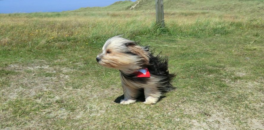 Helping pets to cope with stormy weather