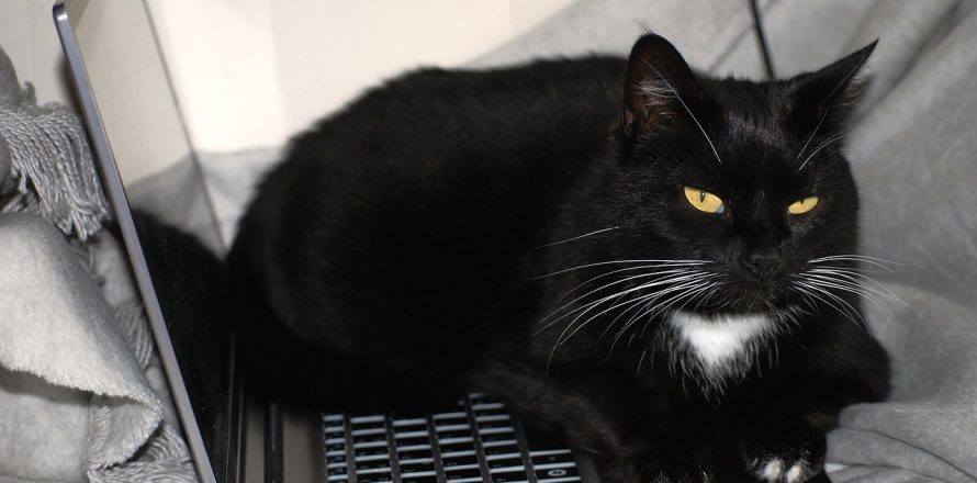 How pet tech can help your vet