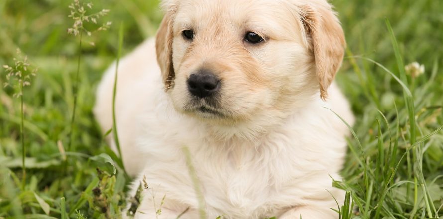 Dogs love being in gardens
