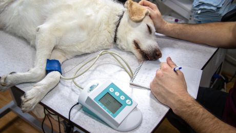 veterinary care has higher levels of standards now