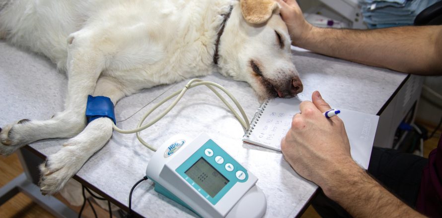 veterinary care has higher levels of standards now