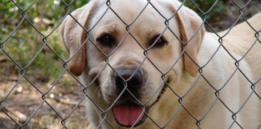 How to Choose the Best Holiday Care for Your Pets: A Stress-Free Guide