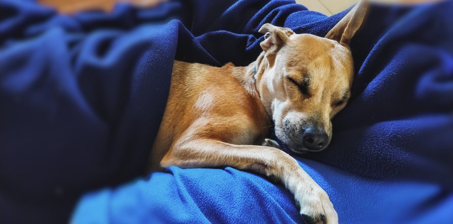 pets and sleep - dreaming or not?