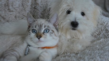 A white fluffy puppy and a blue-eyed tabby kitten sitting together on a soft blanket, representing the diverse vaccination needs of different household pets.