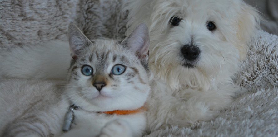 A white fluffy puppy and a blue-eyed tabby kitten sitting together on a soft blanket, representing the diverse vaccination needs of different household pets.