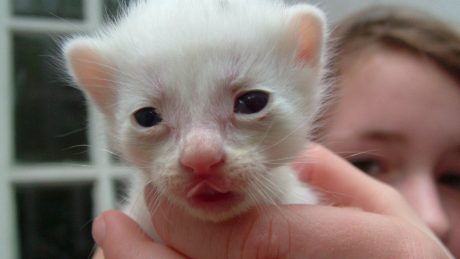 A young kitten - unwanted pregnancies are common