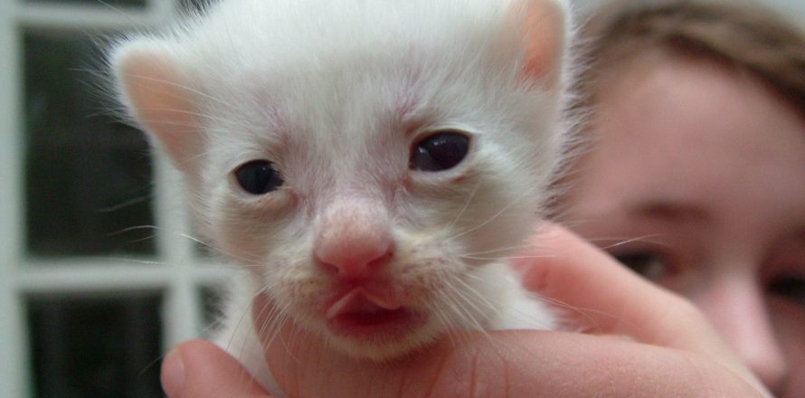 A young kitten - unwanted pregnancies are common