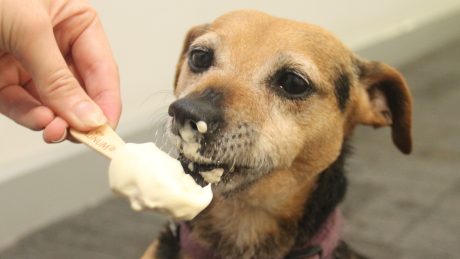 Kiko the terrier enjoys an icecream to keep cool
