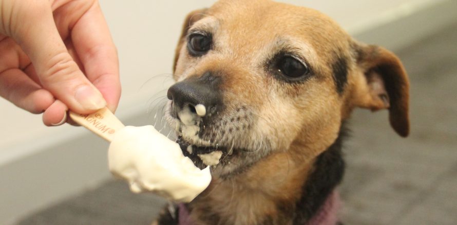 Kiko the terrier enjoys an icecream to keep cool