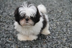 Summer is a good time to get a puppy, whether a pedigree or a rescue