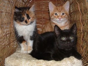 Kittens are young predators, growing up to become part of the cats and wildlife debate