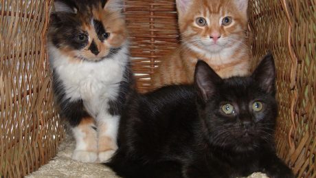 Kittens are young predators, growing up to become part of the cats and wildlife debate