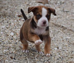A rescue puppy is as good as a pedigree!