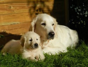 mother and puppy