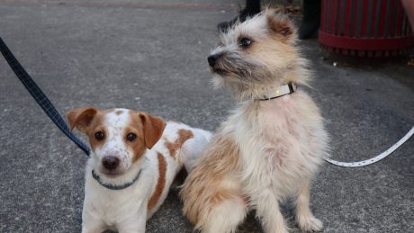 the irish law on dogs being kept on leads is important