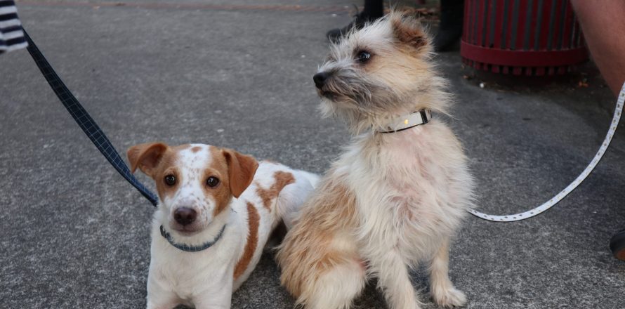 the irish law on dogs being kept on leads is important